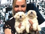 Kar Beyaz Maltese Terrier Yavrularımız