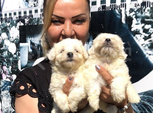 Kar Beyaz Maltese Terrier Yavrularımız görsel