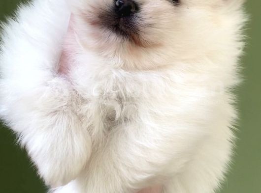 Pomerani̇an Di̇şi̇ Üst Kali̇te görsel