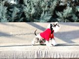 Tek Resmî Üreti̇ci̇si̇nden Mi̇nyatür Schnauzer Yavrular