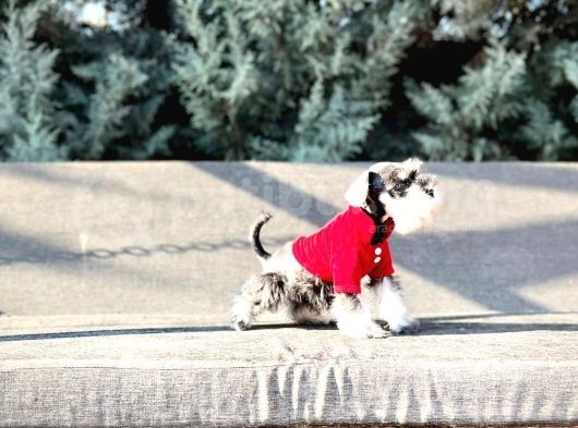 Tek Resmî Üreti̇ci̇si̇nden Mi̇nyatür Schnauzer Yavrular görsel
