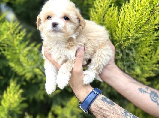 Sütlü Kahve Maltipoo Bebeğim görsel