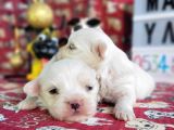Maltese Terier Yavrularımız