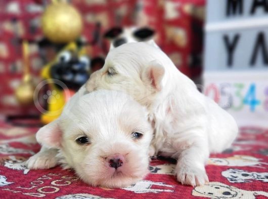 Maltese Terier Yavrularımız görsel