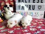 Maltese Terier Yavrularımız