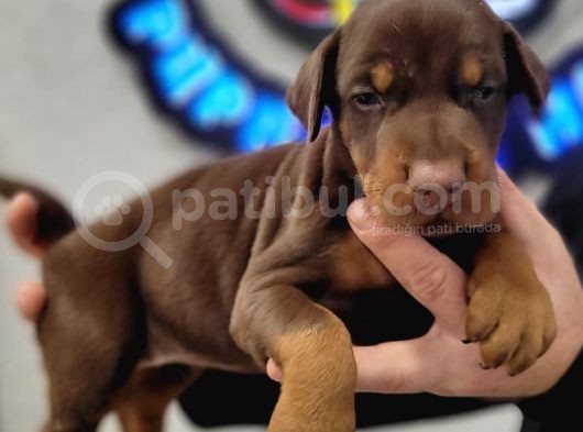 %100 Irk Garanti̇li̇ Doberman Yavrularimiz görsel