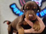 %100 Irk Garanti̇li̇ Doberman Yavrularimiz