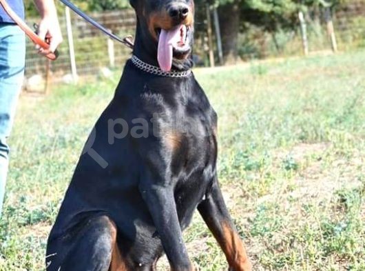 %100 Irk Garanti̇li̇ Doberman Yavrularimiz