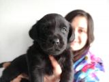 Labrador Retriever Yavrularımız