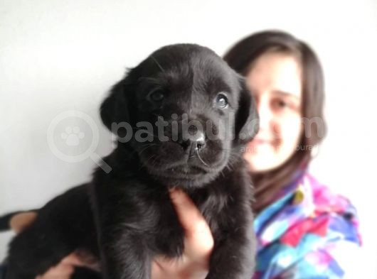 Labrador Retriever Yavrularımız görsel