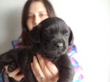 Labrador Retriever Yavrularımız
