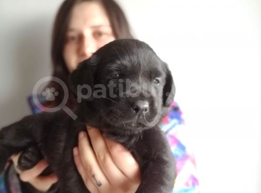Labrador Retriever Yavrularımız görsel