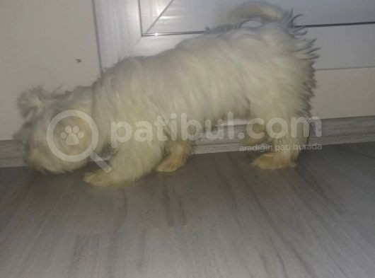 Maltes Yavrumuz görsel