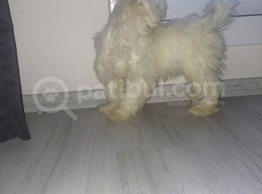 Maltes Yavrumuz görsel