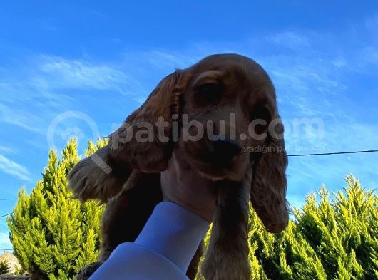 Muhteşem Son Kalan Cocker Yavrular görsel