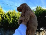 Muhteşem Son Kalan Cocker Yavrular