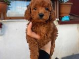 Toy, Teacup, Kore Birbirinden Sevimli Yavrularımız