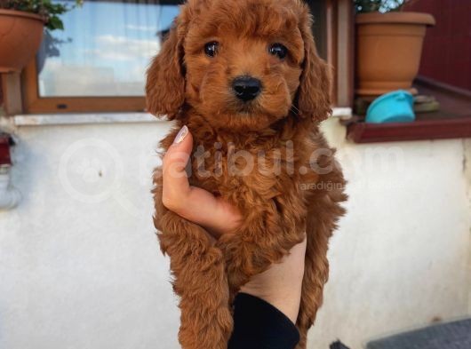 Toy, Teacup, Kore Birbirinden Sevimli Yavrularımız görsel