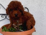 Toy, Teacup, Kore Birbirinden Sevimli Yavrularımız