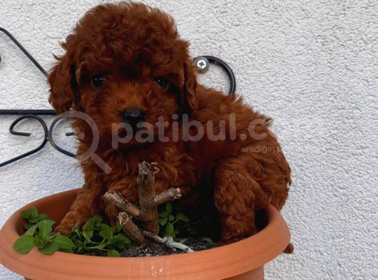 Toy, Teacup, Kore Birbirinden Sevimli Yavrularımız görsel