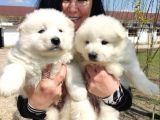 %100 Irk Garanti̇li̇ Samoyed Yavrularimi