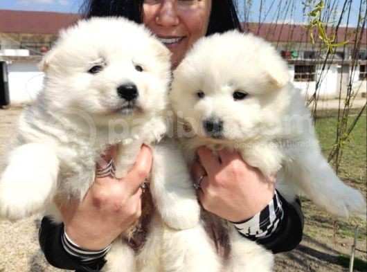 %100 Irk Garanti̇li̇ Samoyed Yavrularimi görsel