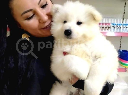 %100 Irk Garanti̇li̇ Samoyed Yavrularimi görsel