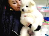 %100 Irk Garanti̇li̇ Samoyed Yavrularimi