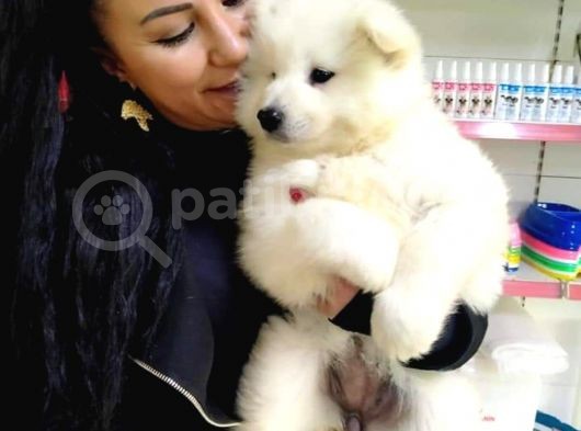 %100 Irk Garanti̇li̇ Samoyed Yavrularimi görsel