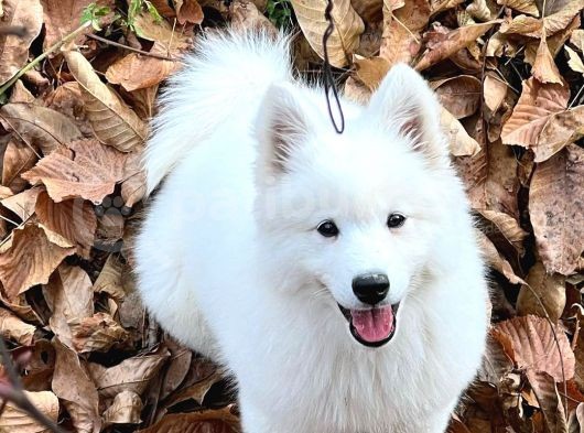 %100 Irk Garanti̇li̇ Samoyed Yavrularimi