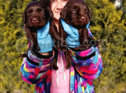 Labrador Retriever Yavrularımız