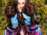 Labrador Retriever Yavrularımız
