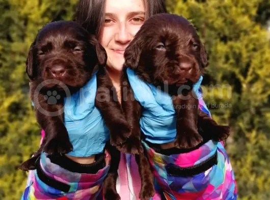 Labrador Retriever Yavrularımız görsel