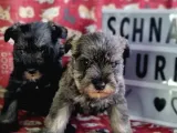 Minyatür schnauzer yavrularımız