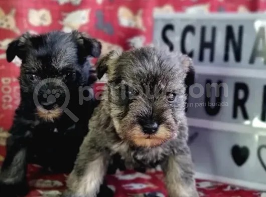 Minyatür Schnauzer Yavrularımız