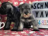Minyatür Schnauzer Yavrularımız