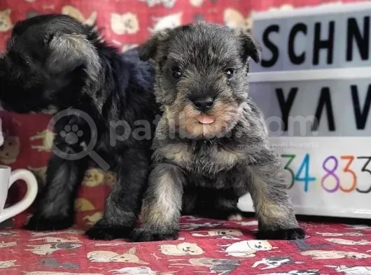 Minyatür Schnauzer Yavrularımız görsel