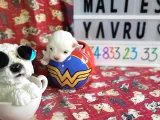 Maltese terier yavrularımız