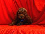 Safkan Toy Poodle Yavrularımız
