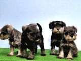Tek Resmi̇ Üreti̇ci̇si̇nden Mi̇nyatür Schnauzer