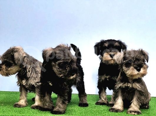 Tek Resmi̇ Üreti̇ci̇si̇nden Mi̇nyatür Schnauzer görsel