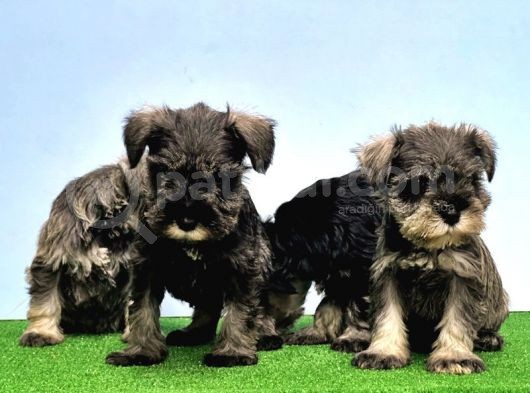 Tek Resmi̇ Üreti̇ci̇si̇nden Mi̇nyatür Schnauzer görsel