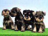 Tek Resmi̇ Üreti̇ci̇si̇nden Mi̇nyatür Schnauzer