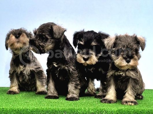 Tek Resmi̇ Üreti̇ci̇si̇nden Mi̇nyatür Schnauzer görsel