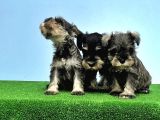 Tek Resmi̇ Üreti̇ci̇si̇nden Mi̇nyatür Schnauzer