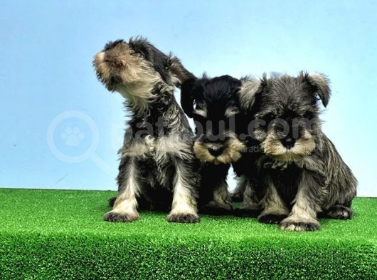 Tek Resmi̇ Üreti̇ci̇si̇nden Mi̇nyatür Schnauzer görsel