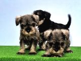 Tek Resmi̇ Üreti̇ci̇si̇nden Mi̇nyatür Schnauzer