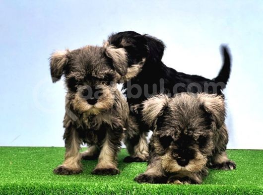 Tek Resmi̇ Üreti̇ci̇si̇nden Mi̇nyatür Schnauzer görsel