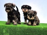 Tek Resmi̇ Üreti̇ci̇si̇nden Mi̇nyatür Schnauzer