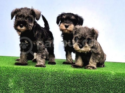 Tek Resmi̇ Üreti̇ci̇si̇nden Mi̇nyatür Schnauzer görsel
